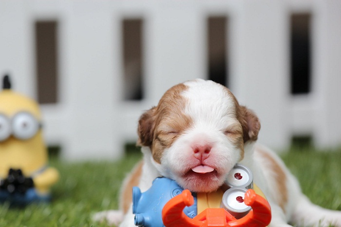 appropriate chew toys for puppies